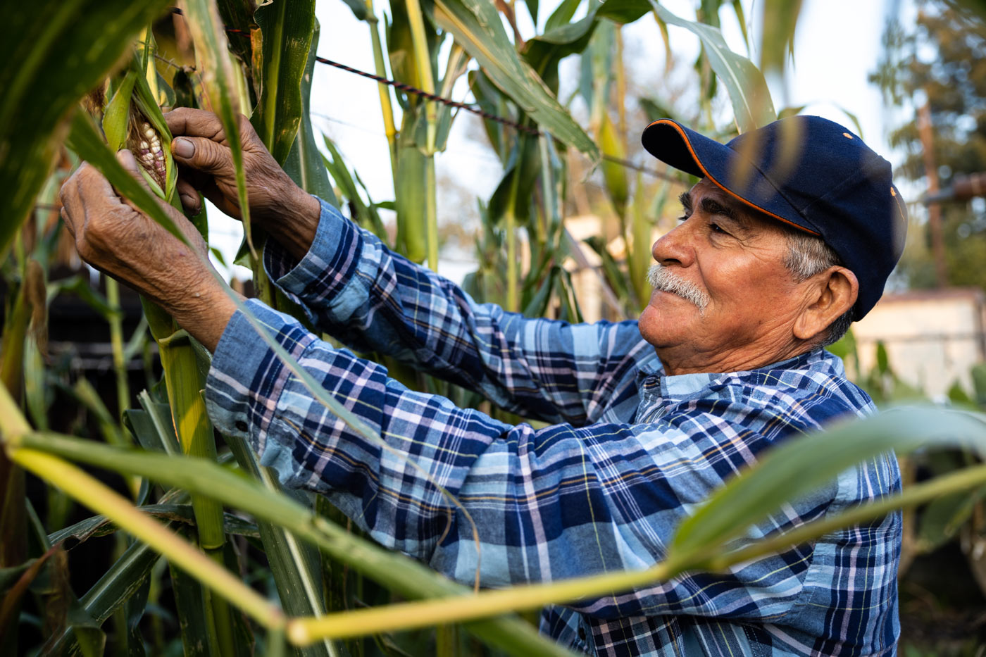 Alberto Dolores inspects corn that he grows in his backyard in Fuller Acres.