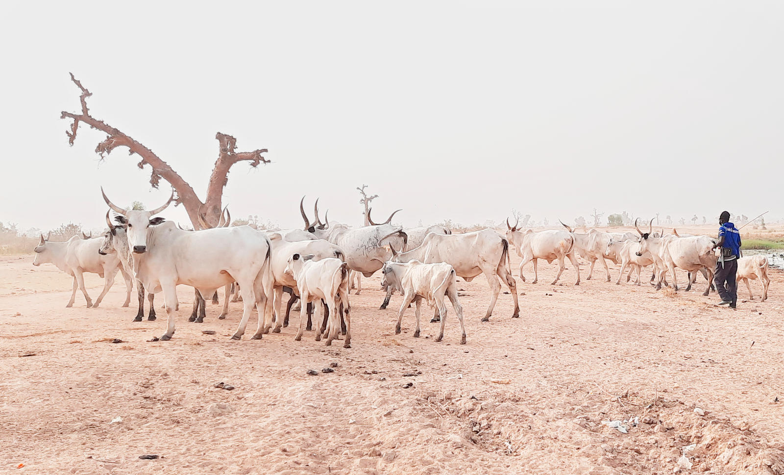 Migrant herders with their cattle along the Song-Yoda Road in Adamawa state