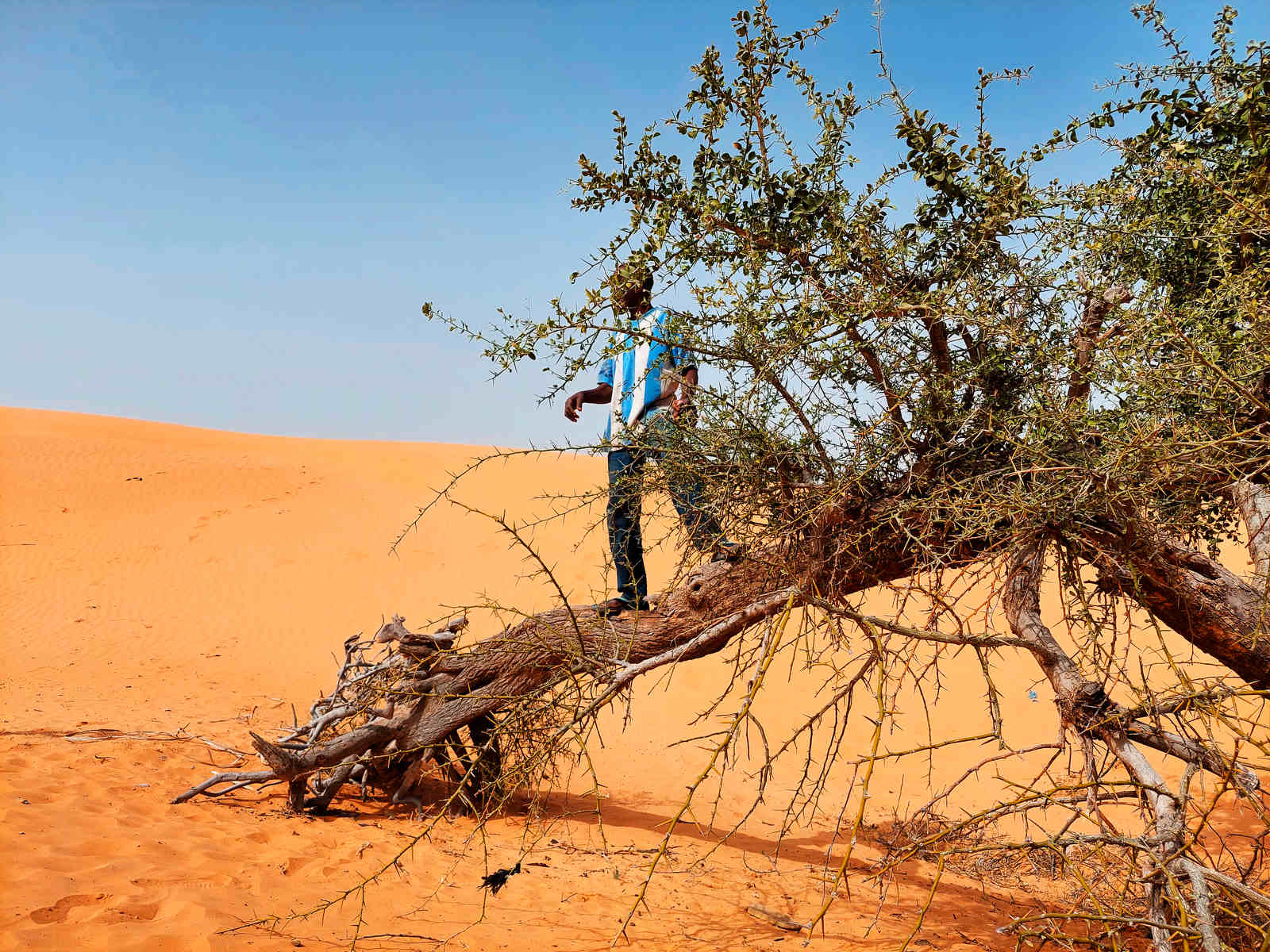 Muhammad Zakkari, 37, stands on a lone uprooted Aduwa (desert date) tree